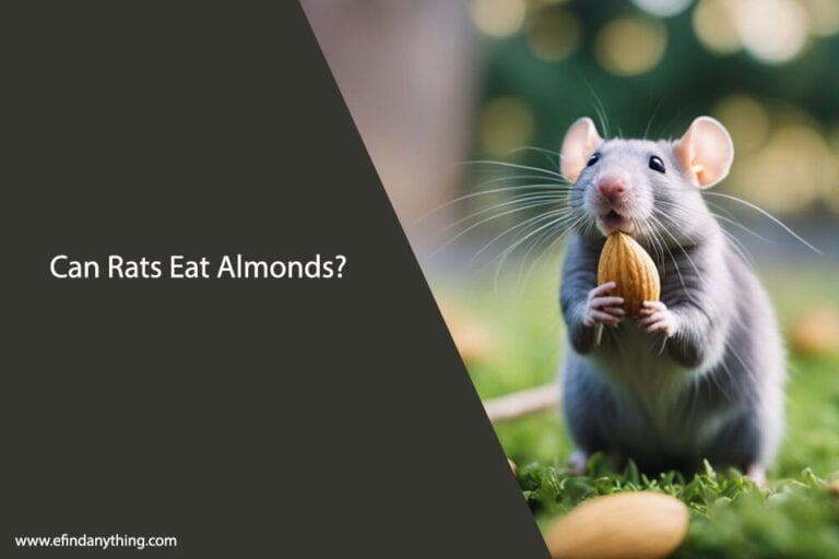 Can Rats Eat Almonds