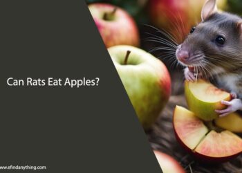Can Rats Eat Apples