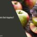 Can Rats Eat Apples