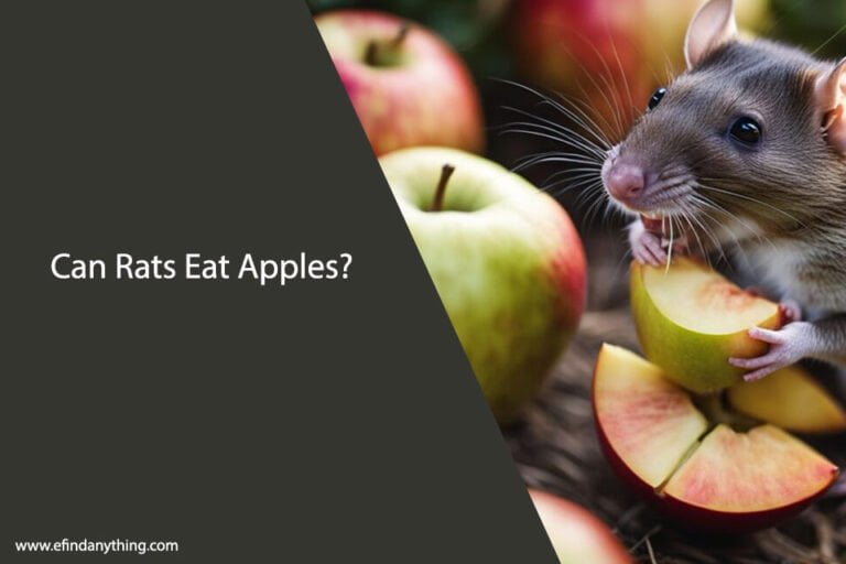 Can Rats Eat Apples