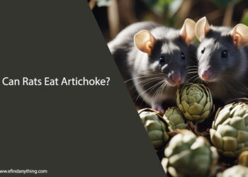 Can Rats Eat Artichoke