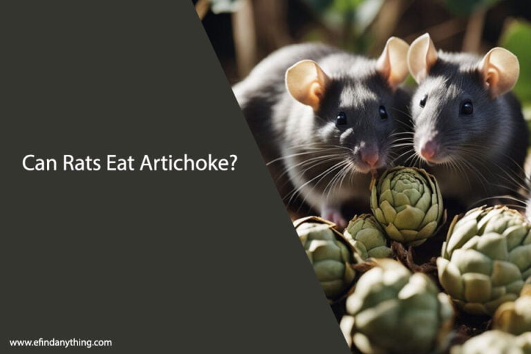 Can Rats Eat Artichoke
