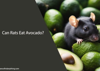 Can Rats Eat Avocado