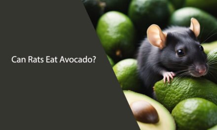 Can Rats Eat Avocado? A Comprehensive Guide