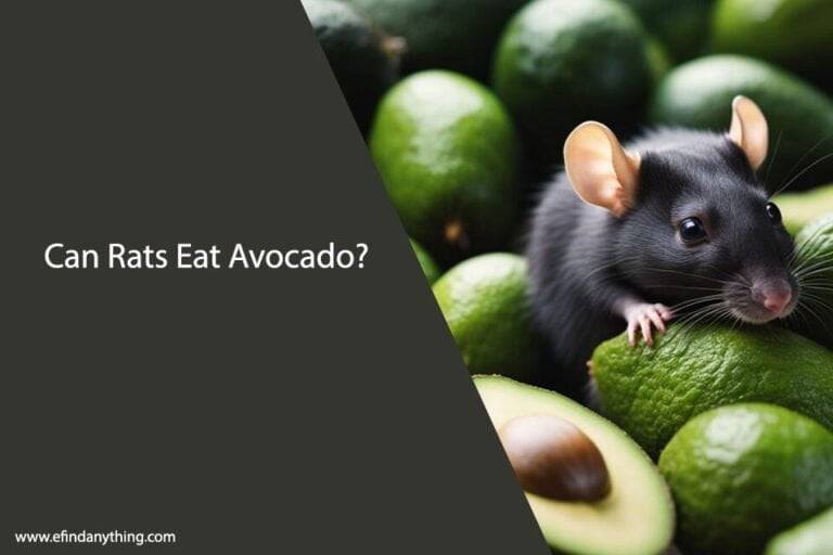 Can Rats Eat Avocado