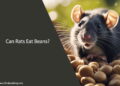 Can Rats Eat Beans