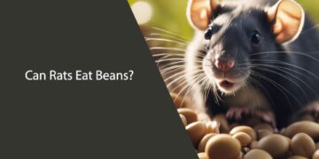 Can Rats Eat Beans