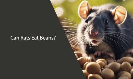 Can Rats Eat Beans? A Comprehensive Guide