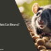 Can Rats Eat Beans