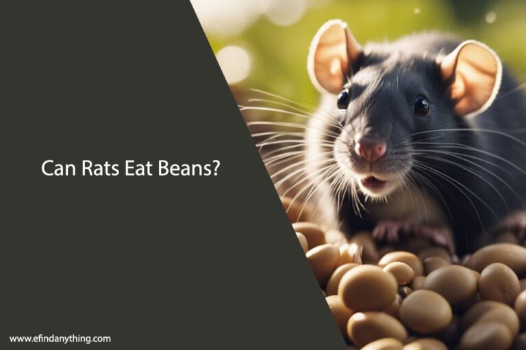 Can Rats Eat Beans