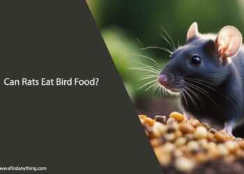 Can Rats Eat Bird Food