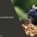 Can Rats Eat Bird Food
