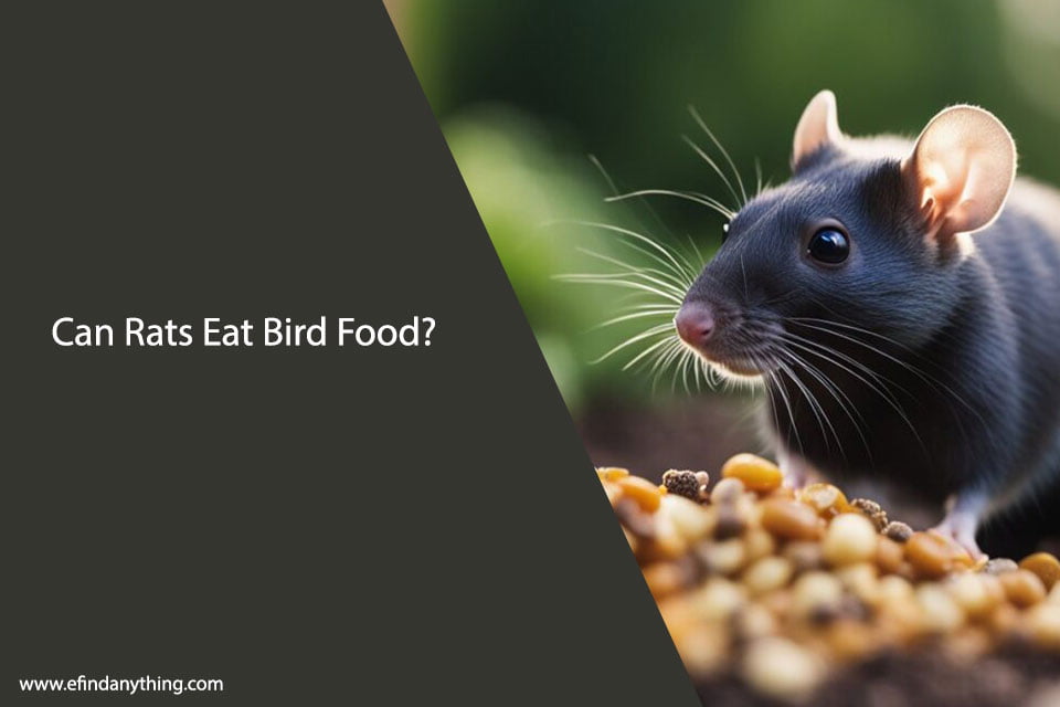 Can Rats Eat Bird Food