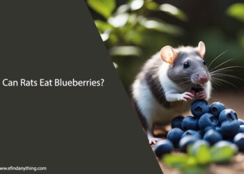 Can Rats Eat Blueberries