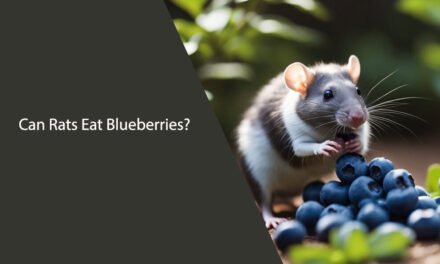 Can Rats Eat Blueberries? A Comprehensive Guide