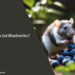 Can Rats Eat Blueberries