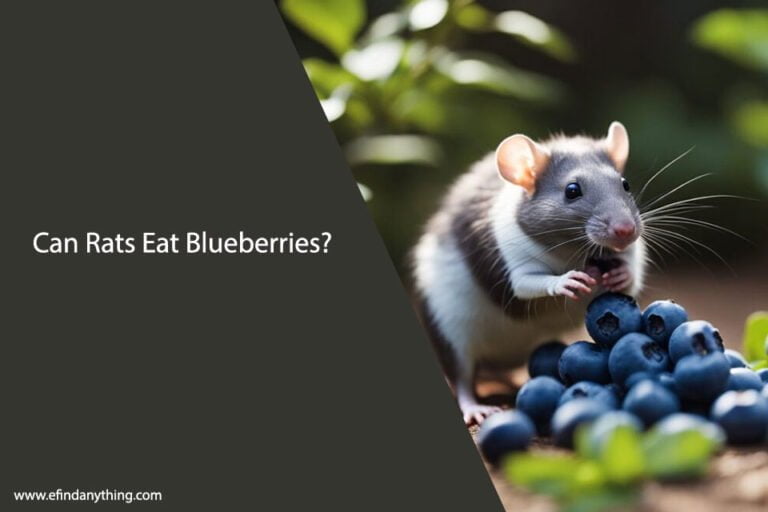 Can Rats Eat Blueberries
