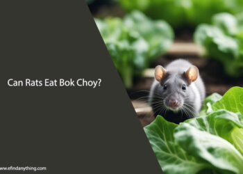Can Rats Eat Bok Choy