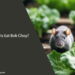 Can Rats Eat Bok Choy