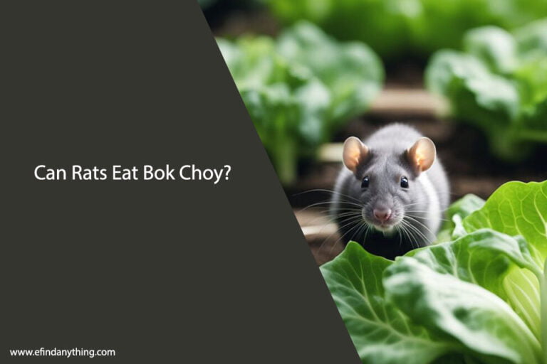 Can Rats Eat Bok Choy