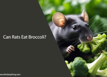 Can Rats Eat Broccoli