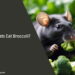 Can Rats Eat Broccoli