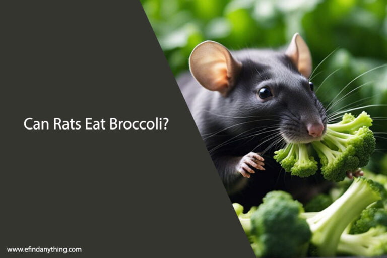 Can Rats Eat Broccoli
