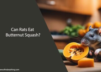Can Rats Eat Butternut Squash