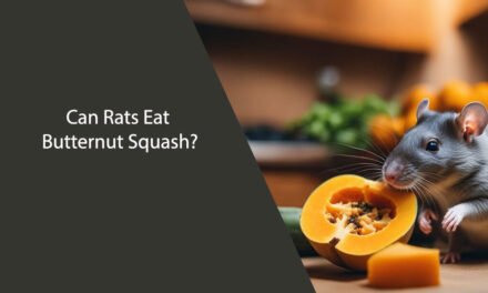 Can Rats Eat Butternut Squash? A Comprehensive Guide