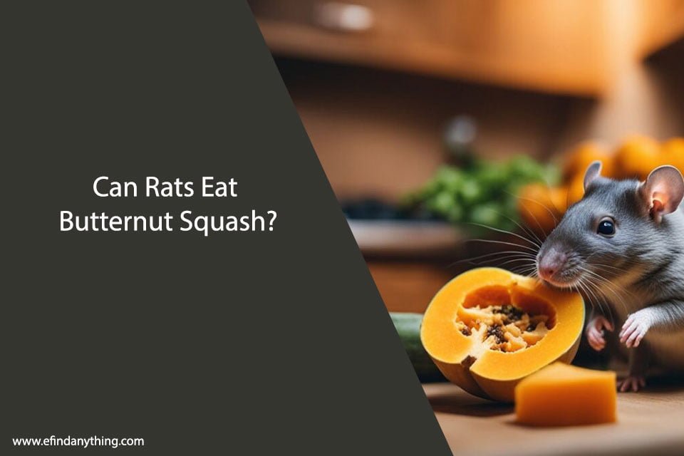 Can Rats Eat Butternut Squash