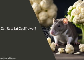 Can Rats Eat Cauliflower