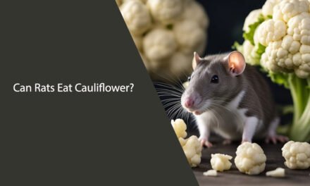 Can Rats Eat Cauliflower? A Comprehensive Guide