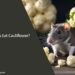 Can Rats Eat Cauliflower