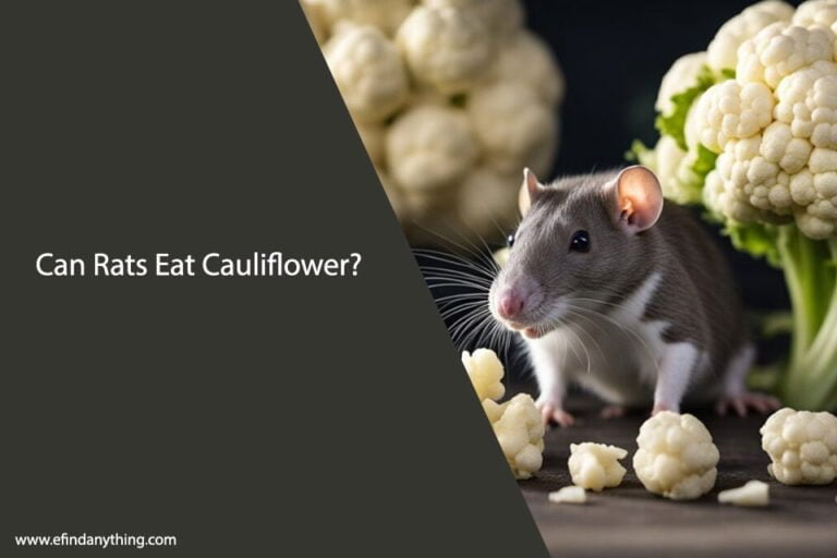 Can Rats Eat Cauliflower