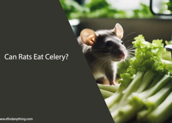 Can Rats Eat Celery