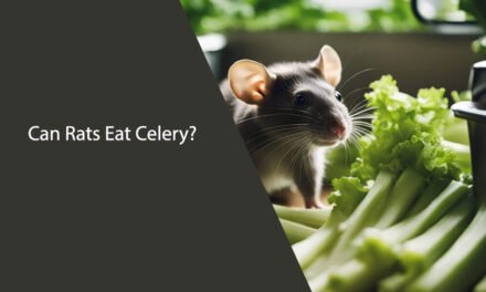 Can Rats Eat Celery? A Comprehensive Guide