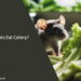 Can Rats Eat Celery