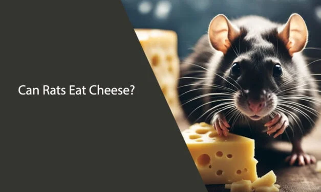 Can Rats Eat Cheese? A Clear and Neutral Answer