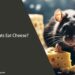 Can Rats Eat Cheese