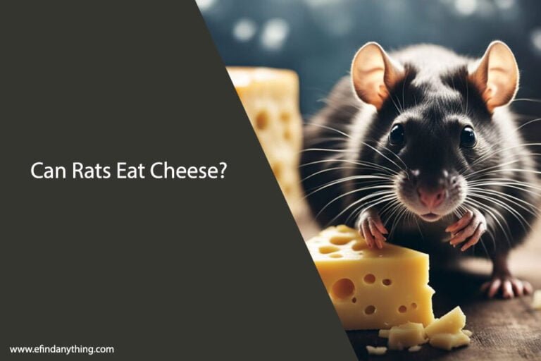 Can Rats Eat Cheese