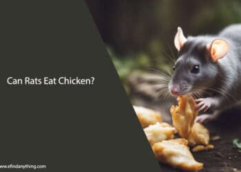 Can Rats Eat Chicken