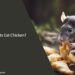 Can Rats Eat Chicken