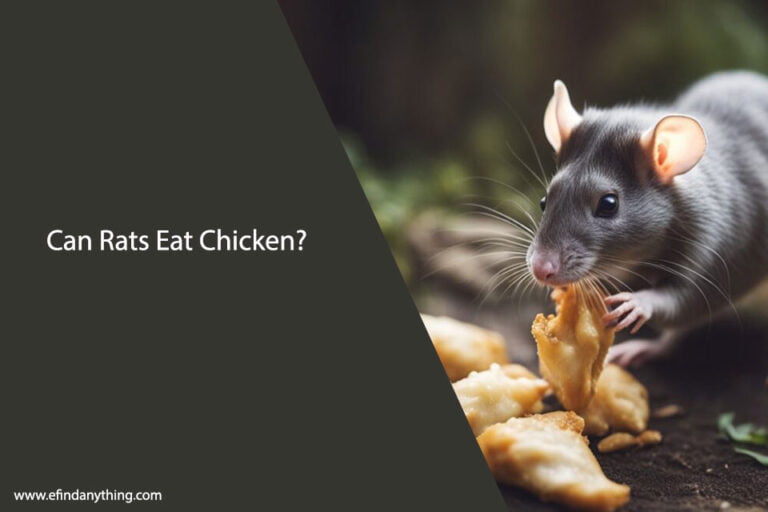 Can Rats Eat Chicken