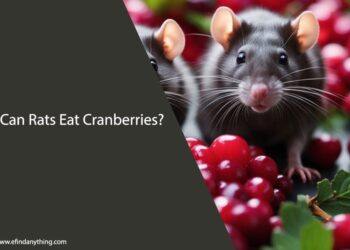 Can Rats Eat Cranberries