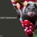 Can Rats Eat Cranberries