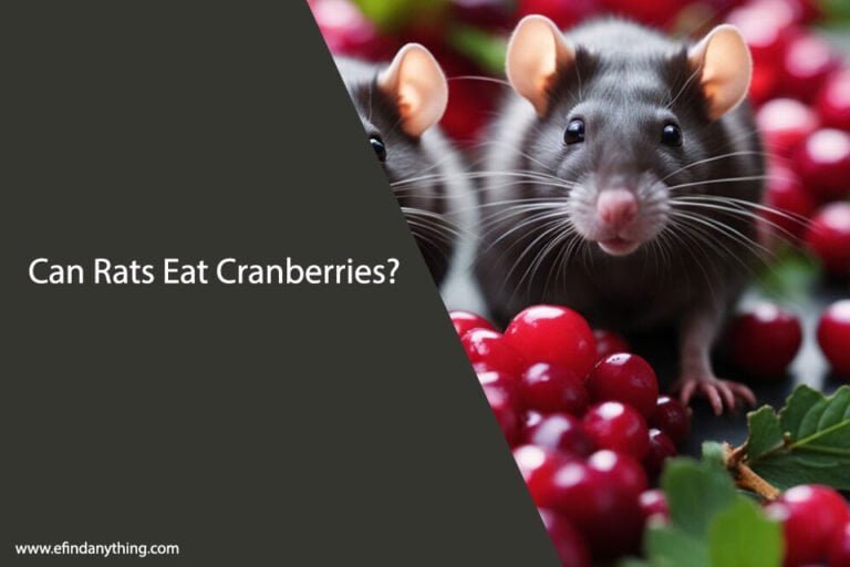 Can Rats Eat Cranberries
