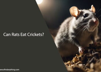 Can Rats Eat Crickets