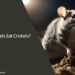 Can Rats Eat Crickets