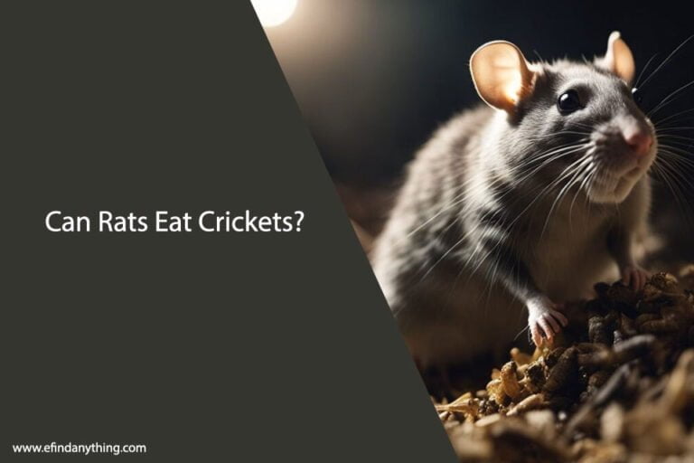 Can Rats Eat Crickets