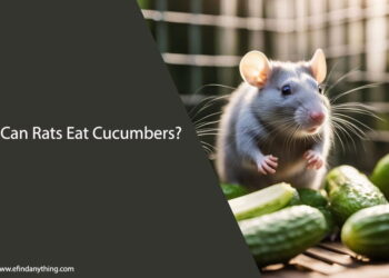 Can Rats Eat Cucumbers